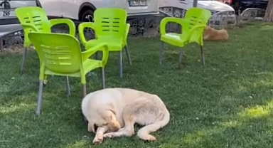 Siverek'te kuduz vakası, bir kişi hastaneye kaldırıldı