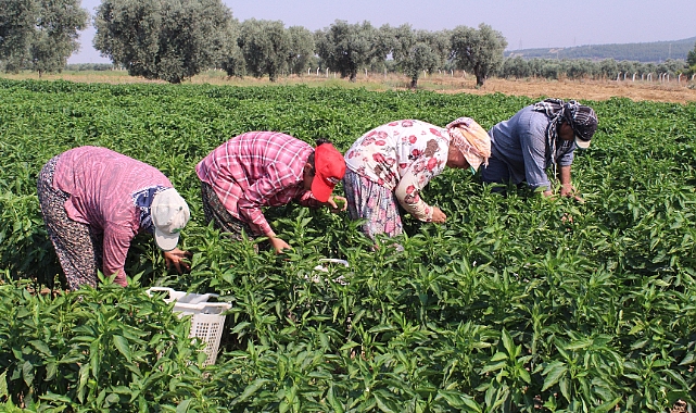Sözde Urfa isotuna rakip çıktı: Aslanlar biberi