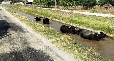 Sulama kanalına giren büyükbaş hayvanları itfaiye kurtardı