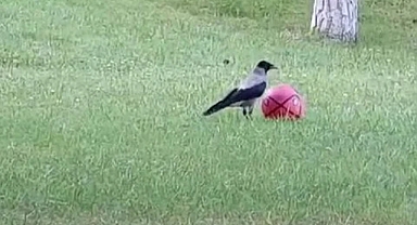 Top cambazı karganın hareketleri şaşırttı