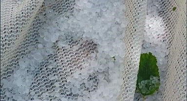 Türkiye'nin dut merkezini dolu vurdu