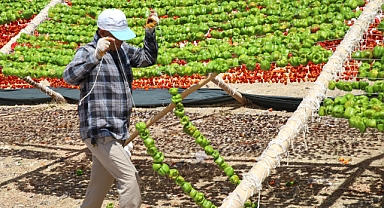 Yılın ilk mahsulleri güneşe bırakıldı