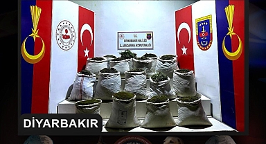 2 milyon 425 bin kök kenevir ve skunk bitkisi ele geçirildi