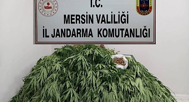 341 kök kenevir ele geçirildi