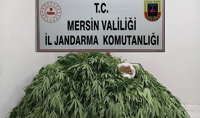 341 kök kenevir ele geçirildi