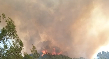 Adana'da orman yangını