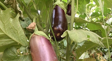 Birecik'in tescilli patlıcanı tarladan sofralara yolculuğu başladı