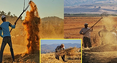Buğday hasadı hem geleneksel hem de teknolojik yöntemlerle başladı