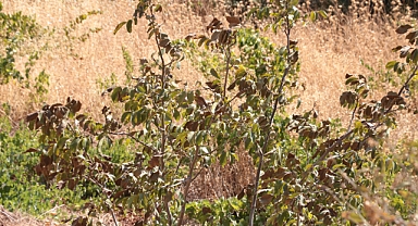 Çöl sıcakları meyve ağaçlarını kurutuyor
