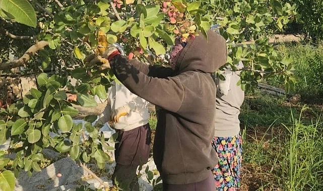 Diyarbakır fıstığı ile Şanlıurfa'ya rakip çıktı!