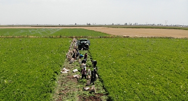 Ekmek paraları için 40 derecede tarlada mesai yapıyorlar