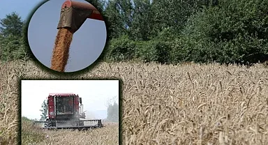 Hasadı yapılan buğdayın faydaları saymakla bitmiyor