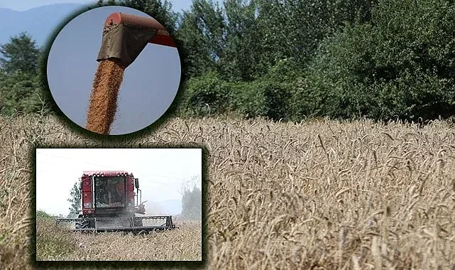 Hasadı yapılan buğdayın faydaları saymakla bitmiyor