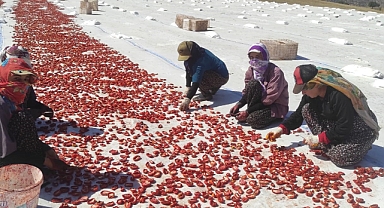 İlk defa ekilen kurutmalık domates gençlere iş olanağı sağlıyor