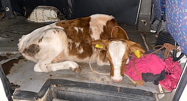 Jandarma büyükbaş hayvan hırsızlarını yakaladı