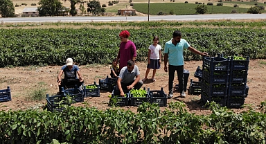 Kavurucu sıcakta tarlada ekmek mücadelesi