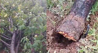 Kuvvetli fırtına ağaçları yerinden söktü