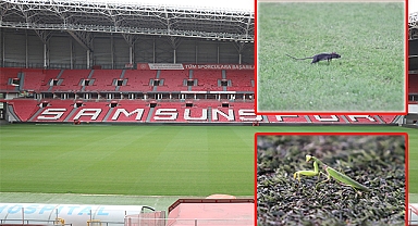 Maça "Peygamber Devesi" ve "fare" damga vurdu