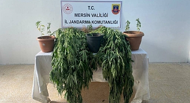 Mersin'de 327 kök kenevir ele geçirildi