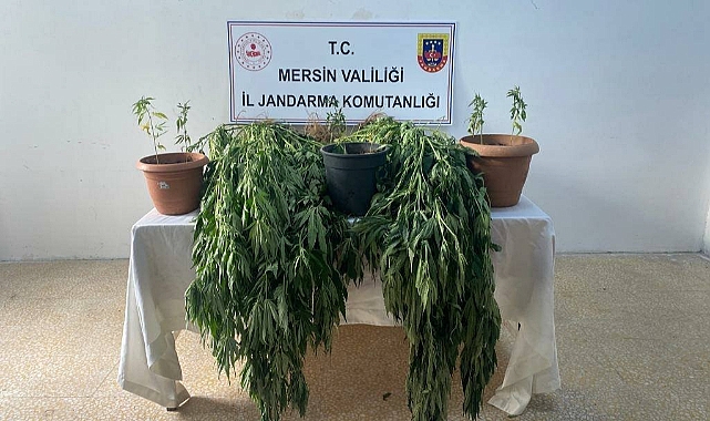 Mersin'de 327 kök kenevir ele geçirildi
