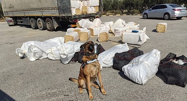 Samanların içine saklanmış skunk ele geçirildi