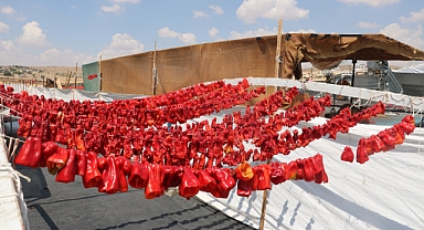 Şanlıurfa'da isotun acı serüveni başladı