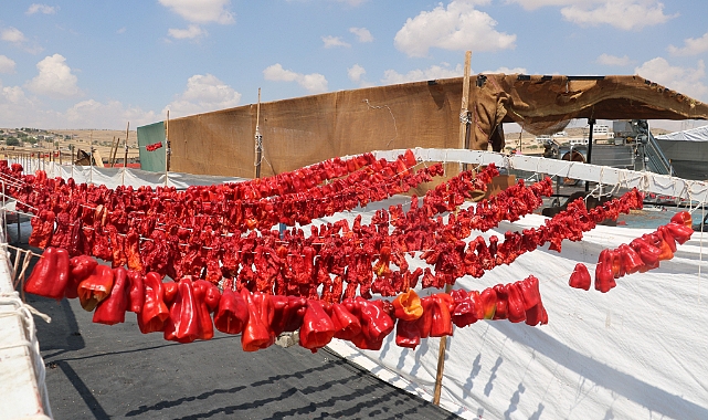 Şanlıurfa'da isotun acı serüveni başladı