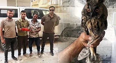 Şanlıurfa'da yaralı halde Kulaklı Orman Baykuşu bulundu