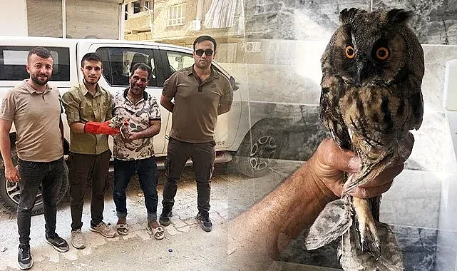 Şanlıurfa'da yaralı halde Kulaklı Orman Baykuşu bulundu