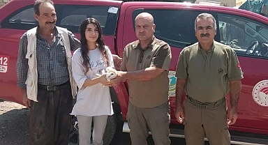 Şanlıurfa'da yaralı halde peçeli Baykuş bulundu