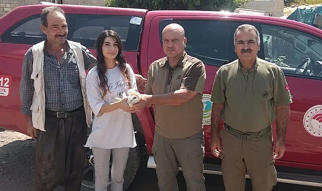 Şanlıurfa'da yaralı halde peçeli Baykuş bulundu