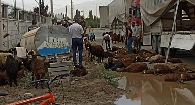 Sevk için bekleyen hayvanlar telef oldu