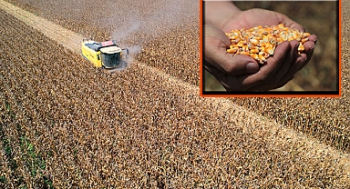 Sıcak hava mısırda rekolteyi yüzde 10 düşürdü