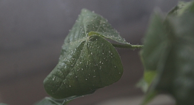 Sıcak hava ve nem beyazsinek popülasyonunu arttırdı