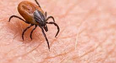 Sıcaklarda kenelere dikkat