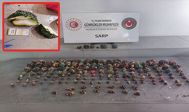 Sınır Kapısı'nda kaktüs operasyonu