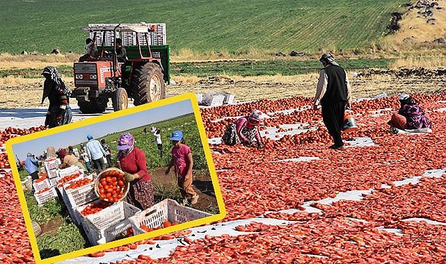 Siverek’te üretilen kurutmalık domatesler Avrupa’ya ihraç ediliyor