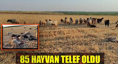 Suya karışan zirai ilaç hayvanların telef olmasına neden oldu