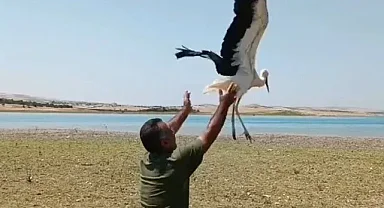 Tedavisi biten leylek doğaya bırakıldı