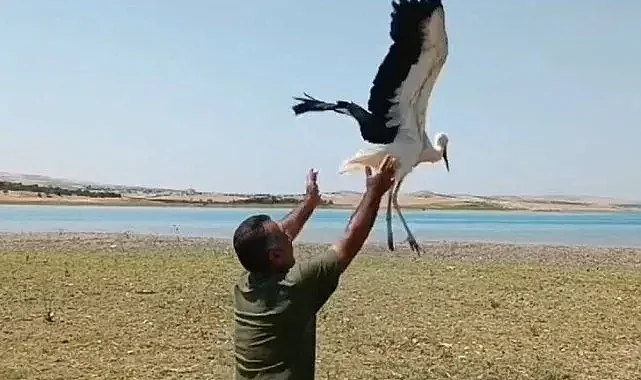 Tedavisi biten leylek doğaya bırakıldı