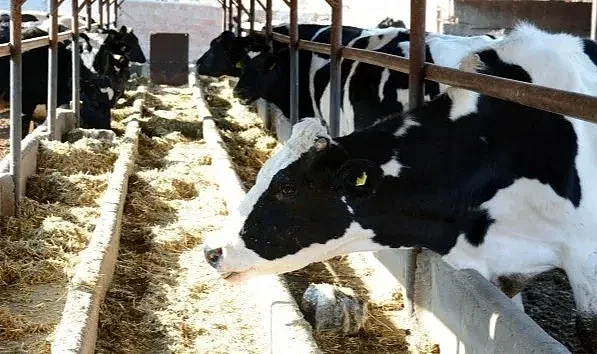 TÜİK, Toplanan inek sütü miktarını açıkladı