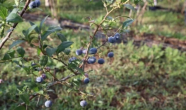 Üretilen yaban mersini 5 ülkeye ihraç ediliyor