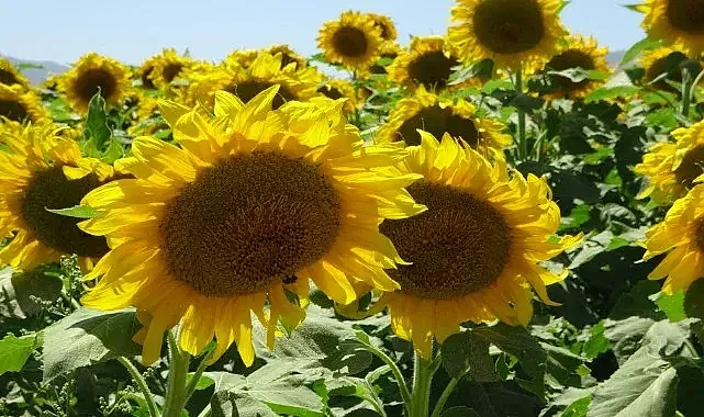 Urfalı işçilerin çalışma serüveni devam ediyor