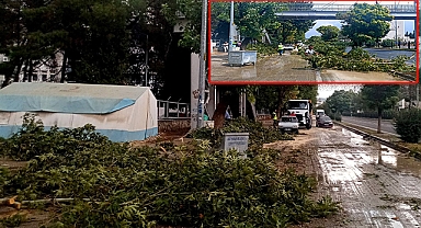 Yağmur ve rüzgar ağacı devirdi