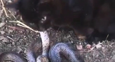 Yavru kedi yılanı yemeye çalıştı! o anlar kamerada