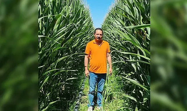 Yazar'dan TMO'ya 'mısır fiyatlarını' açıklayın!