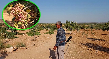 ‘Yeşil altın’ için 7 gün 24 saat silahlı nöbet