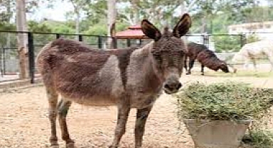 Adana’da kesilmiş 12 eşek ele geçirildi