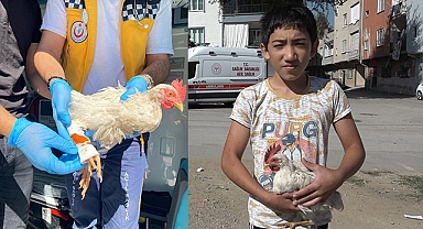 Alo acil 112 tavuğum yaralandı