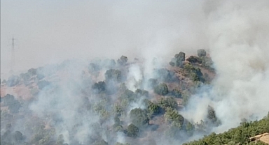 Anız yakmak isterken ormanı yaktı